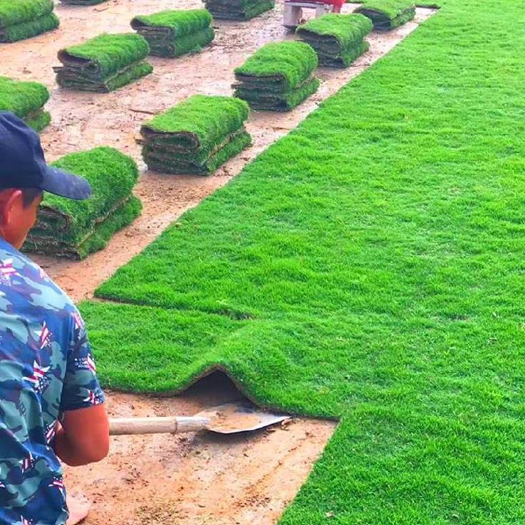 足球场草坪种植施工方案（一）——开挖土方及原土